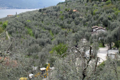 Olive groves - Oliivilehdot - Limone sul Garda