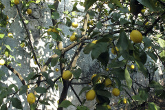 Lemon tree - Sitruunapuu - Garda