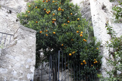 Orange tree - Appelsiinipuu - Garda
