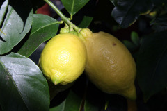 Lemon - Sitruuna