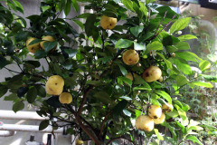 Lime tree - Limettipuu