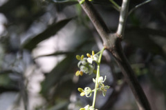 Olive tree in bloom - Oliivipuu kukkii