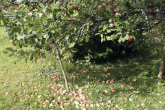 Apple tree shedding extras - Omena varistaa