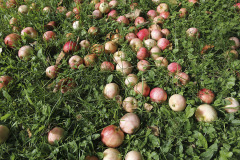 Windfall apples - Omenapudokkaat