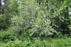 Apple tree in bloom - Omenapuu kukassa