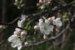 Apple flowers - Omenan kukat