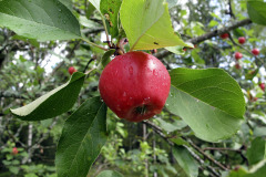 Ripe apple - Kypsä omena