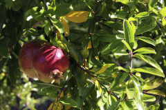 Pomegranate - Granaattiomena
