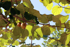 Kiwifruit vine - Kiivik√∂ynn√∂s