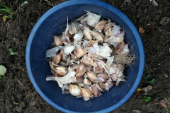 Planting garlic cloves - Valkosipulin kynsien istutus
