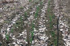 Winter garlic sprouting in spring - Talvivalkosipuli itää keväällä