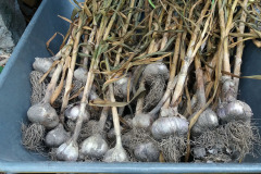Harvesting winter garlic - Talvivalkosipulin sadonkorjuu