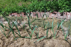 Garlic in grass mulch - Valkosipuli ja ruohokate