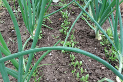 Onions and fenugreeks in rows - Sipulit ja sarviapilat riveissä