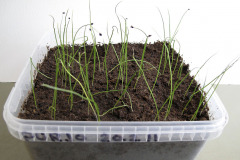Leek seedlings - Purjon taimet