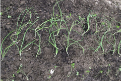 Leek seedlings - Purjon taimet
