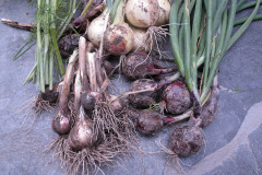 Onions and garlic - Sipulit ja valkosipulit