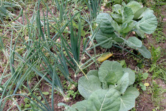 Onions and cabbage seedlings - Sipulit ja keräkaalin taimet
