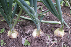Onions - Sipulit