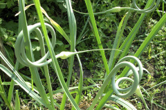 Garlic scapes - Valkosipulin kukkavarret