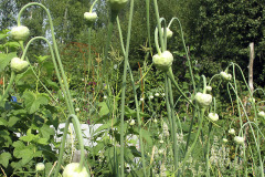 Garlic bulbils - Valkosipulin latvasipulit