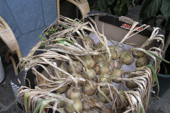 Onions drying - Sipulit kuivamassa