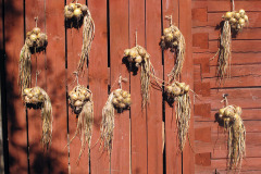 Drying onions - Sipulien kuivatus