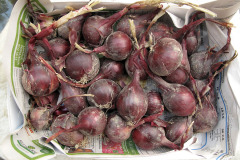 Storing onions - Kuivatut sipulit