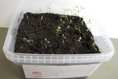 Celeriac seedlings - Juurisellerin taimet