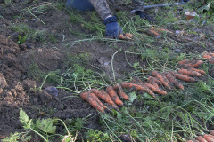 Harvesting carrots - Porkkanan nosto