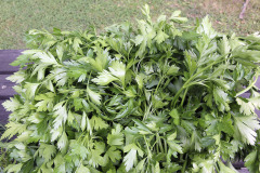 Flat leaf parsley - Silopersilja
