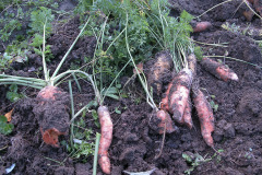 Carrots eaten by water vole - Vesimyyrän syömiä porkkanoita