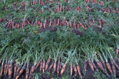 Carrot crop - Porkkanasatoa