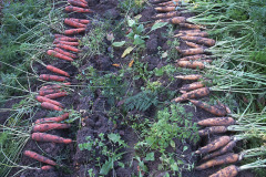 Carrot crop - Porkkanasatoa