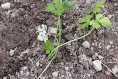 Celery seedling - Sellerin taimi