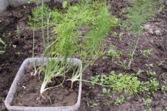 Fennel seedlings - Fenkolin taimet