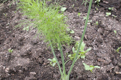 Fennel seedlings - Fenkolin taimet
