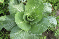 Cabbage - Suippokaali - Early Jersey Wakefield