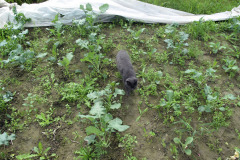 Cat inspecting cabbage plot - Kissa tarkastaa kaalimaan