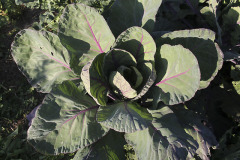 Red cabbage - Punakaali