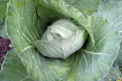 Cabbage - Keräkaali