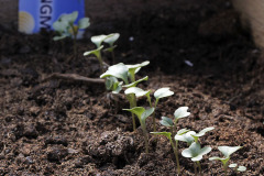 Broccoli seedlings in compost bed - Parsakaalin taimet lämpölavassa