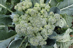 Broccoli - Parsakaali