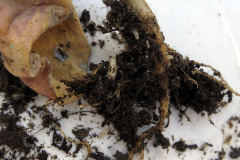 Cabbage fly larva in business - Kaalikärpäsen toukka asialla