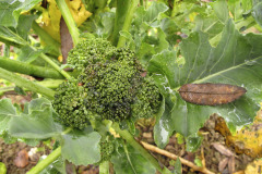 Rotten broccoli head - Mätä parsakaali