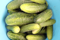 Pickling cucumbers - Avomaankurkut