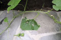 Mouse and cucumber plant - Hiiri ja kurkun taimi