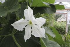 Calabash flower - Kalebassin kukka