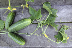 Pickling cucumber vine  - Avomaankurkku varressa