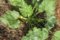 Young zucchini plant - Nuori kesäkurpitsa